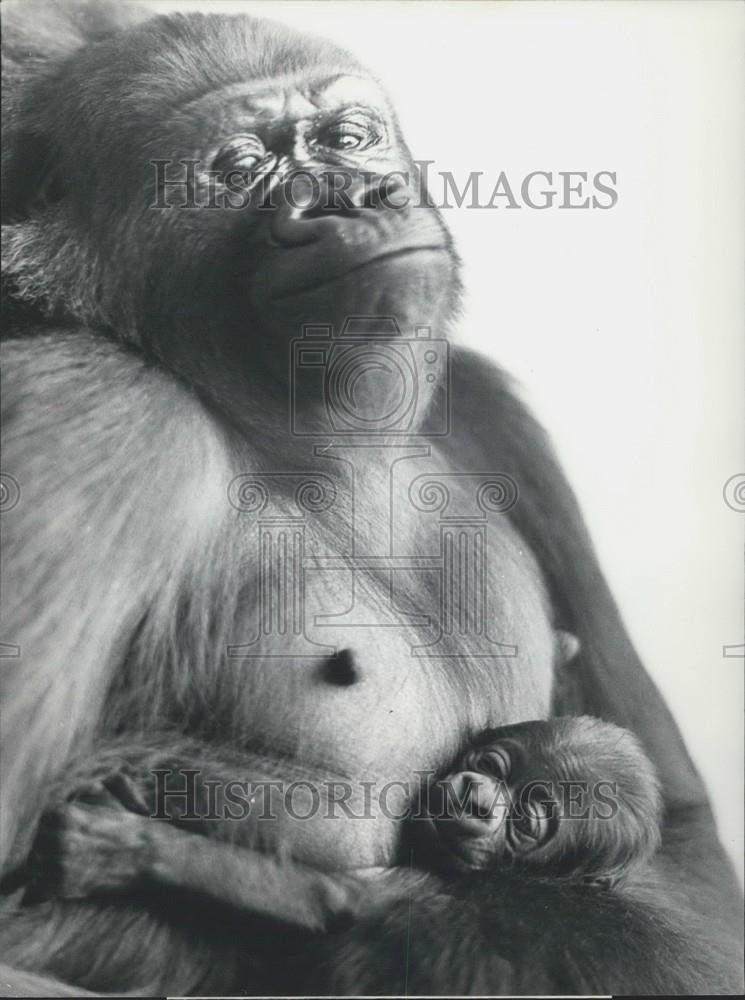 1971 Press Photo Gorillas Bred In Basel "Goma" With Her Baby - Historic Images