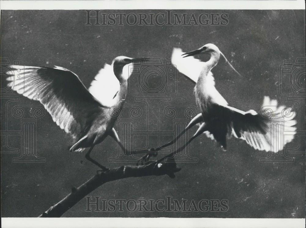 Press Photo Cranes Meet After Flight To Korean Harbour Pusan - Historic Images