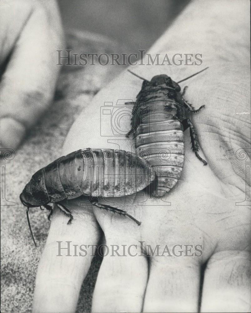 1978 Press Photo Giant Cockroaches Steve Zlotowitz Pet Show Owner Selling Kids - Historic Images