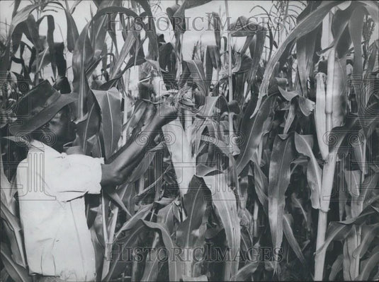 1966 Press Photo Zambia crops - Historic Images
