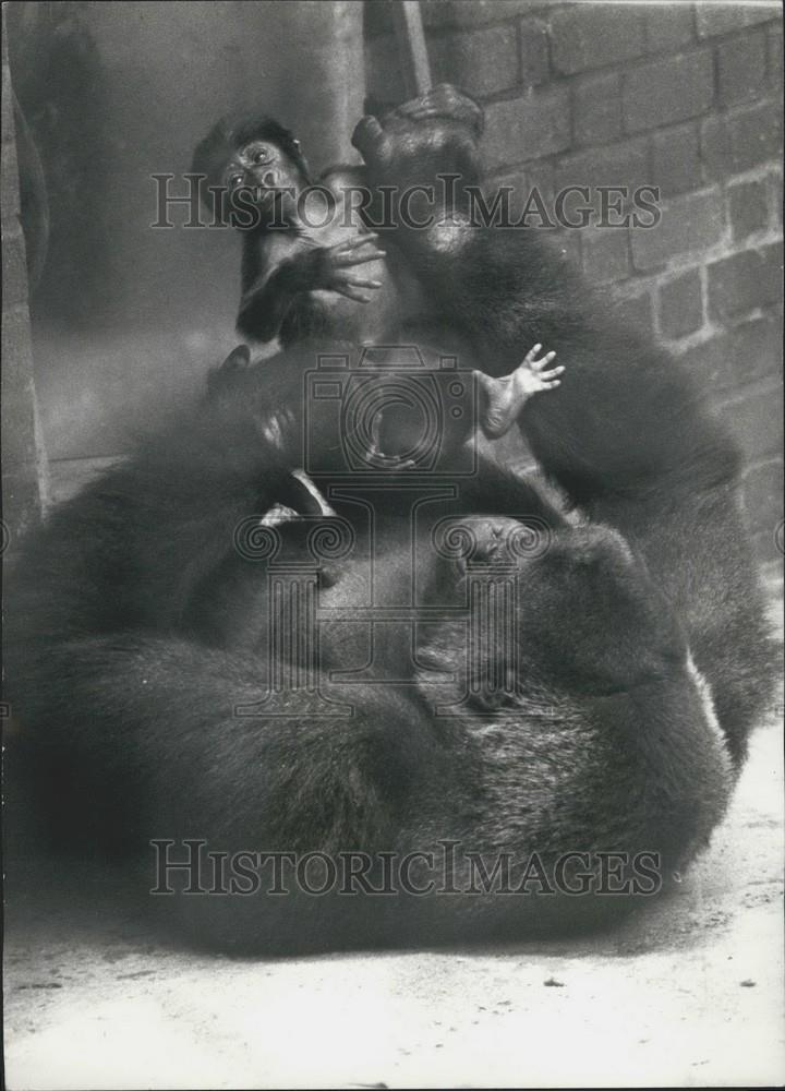 1976 Press Photo Lomie Mother Gorilla Holds Her New Baby Salome London Zoo - Historic Images