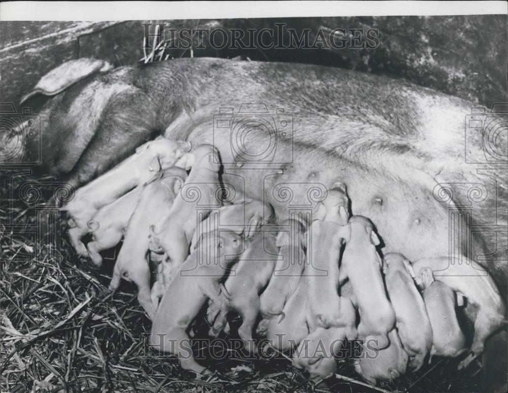 Press Photo Sow Feeds Many Piglets Lucerne Entlebuch Valley Switzerland - Historic Images