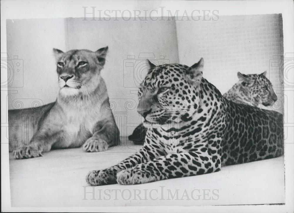 Press Photo World&#39;s Only Leopons In Japanese Zoo Lion/Leopard - Historic Images