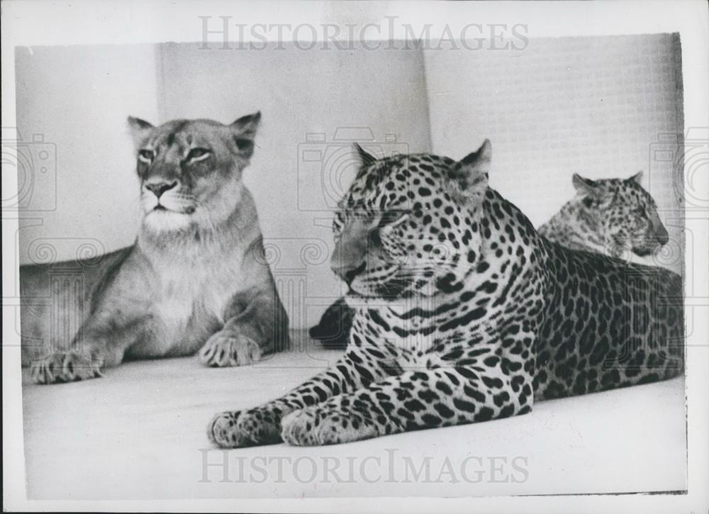 Press Photo World's Only Leopons In Japanese Zoo Lion/Leopard - Historic Images