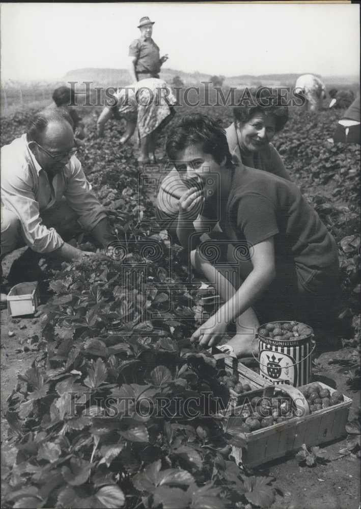 1968 Press Photo Auf den grabten Erdbeer-Salbstpfluckplantagan in dayard..in Bro - Historic Images