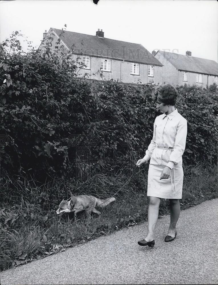 1950 Press Photo House Trained Fox ON Leash With Owner - Historic Images