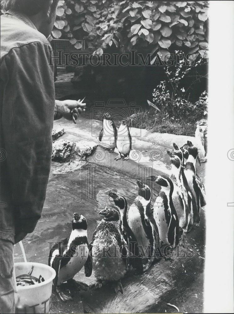 Press Photo Funny Humboldt-Penguins Of The Zurich Zoo Queue Up For Dinner - Historic Images