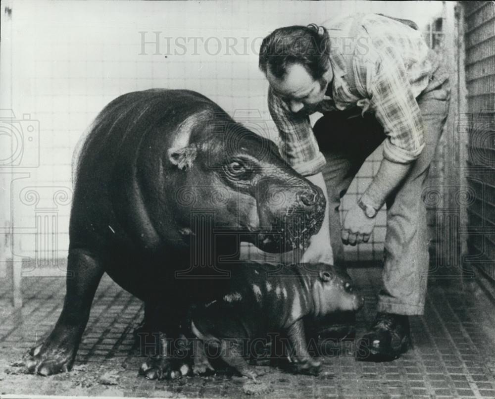 Press Photo Baby Hippo In Basle Swiss Zoo: 1st Public Outing-Capaia - Historic Images