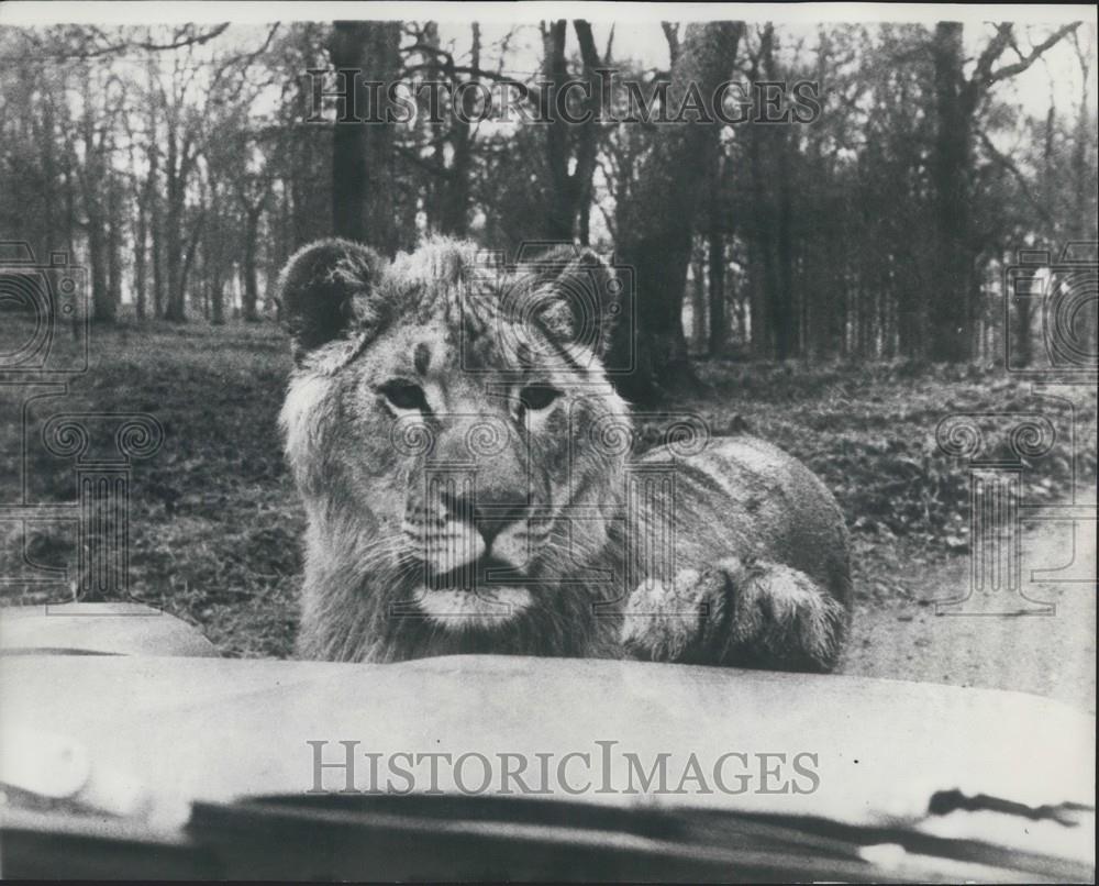 Press Photo Lion Puts Paw On Vehicle - Historic Images