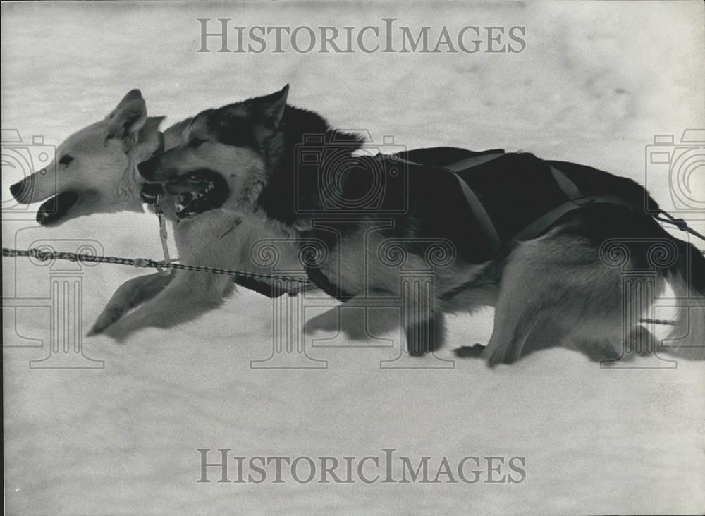 1987 Press Photo Bernese Oberland Alaskan Huskies in Lenk Compete in Races - Historic Images