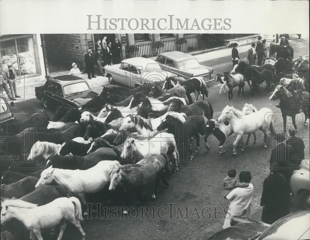 Press Photo Driving the horses to market - Historic Images