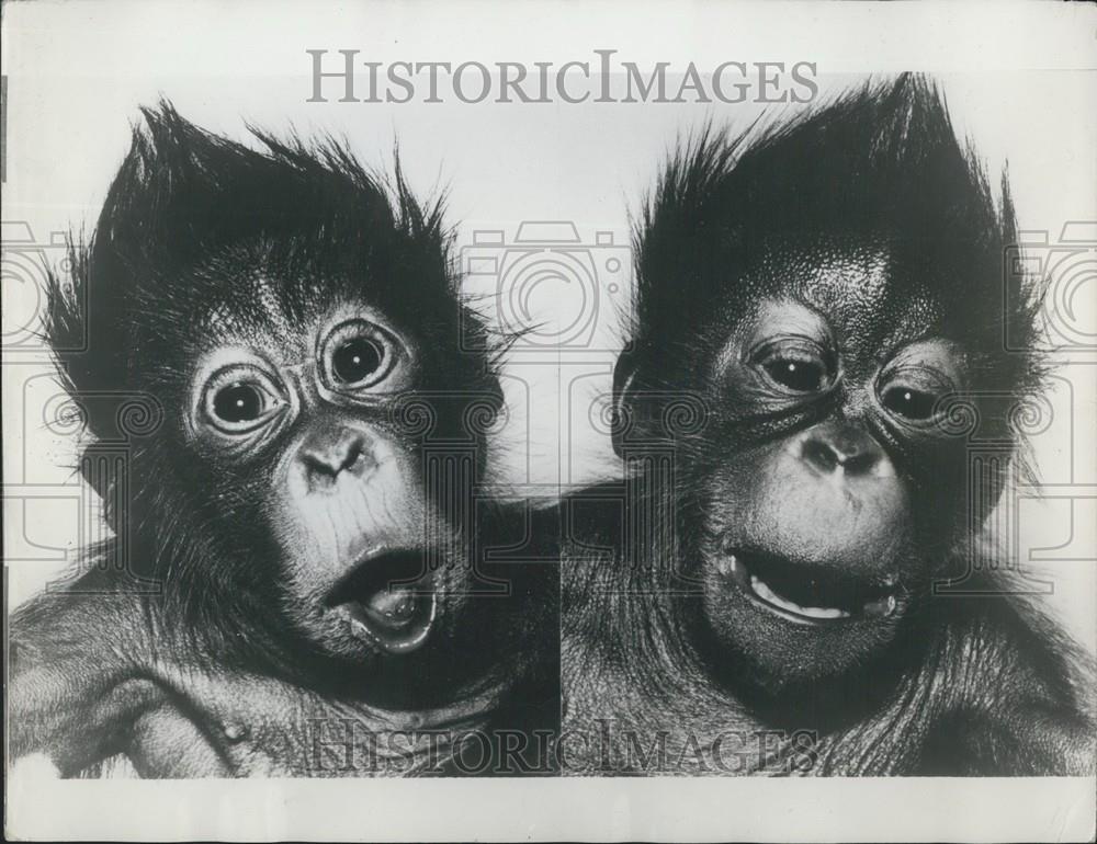 Press Photo Orangutan twins still in hospital - Historic Images