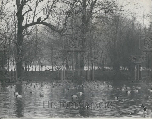 1965 Press Photo Goldie Golden Eagle Escaped London Zoo Attacks Duck Regent's - Historic Images