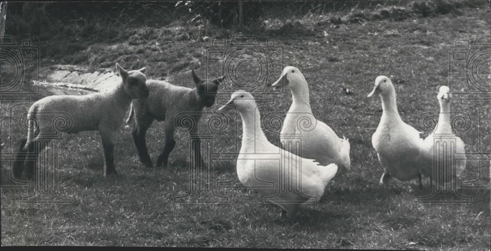 Press Photo Gibbs Haven Farm, East Grinstead, Sussex, Geese, Lambs - Historic Images