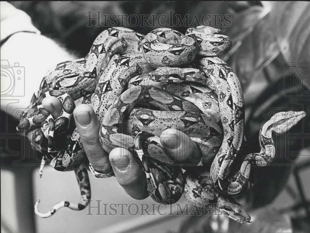 1977 Press Photo Boa Snakes Zurich Zoo - Historic Images