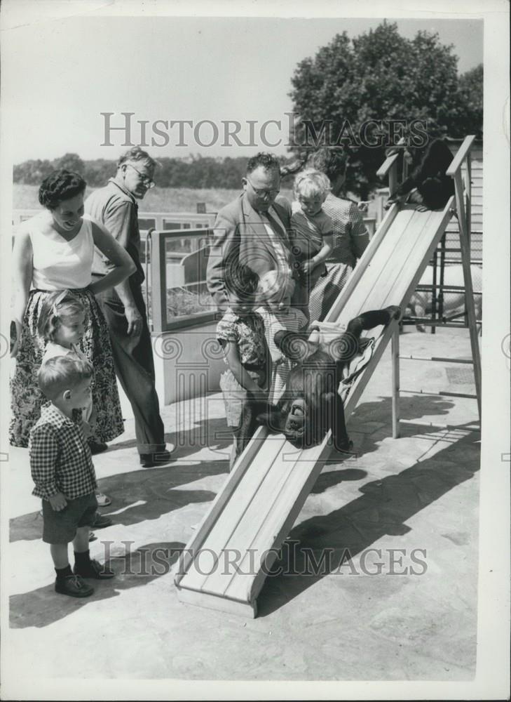 Press Photo ChildrenÃƒÂ¢Ã¢Â¬s Zoo at RegentÃƒÂ¢Ã¢Â¬s Park ,chimps and a slide - Historic Images