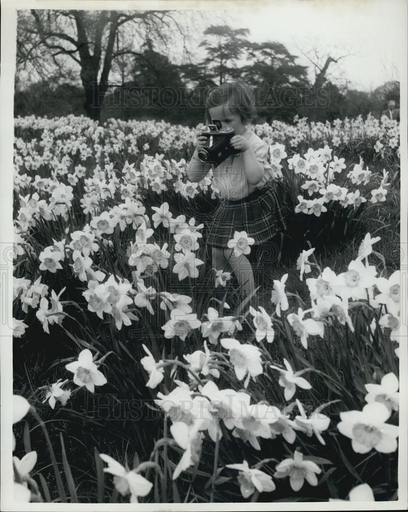 Press Photo Photographing Daffodils - Historic Images