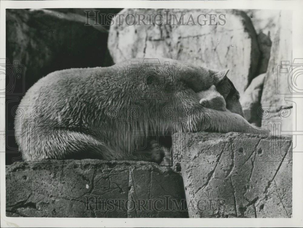 Press Photo &quot;Brumas&quot; Baby Polar Bear at Stockholm Zoo - Historic Images