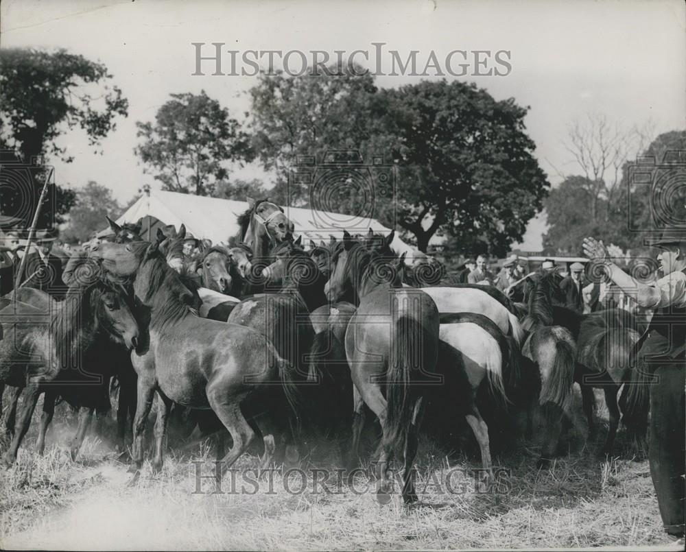 Press Photo Rounding Up Horses &amp; Ponies For Barnet Fair - Historic Images