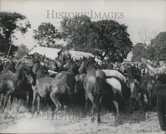 Press Photo Rounding Up Horses & Ponies For Barnet Fair - Historic Images