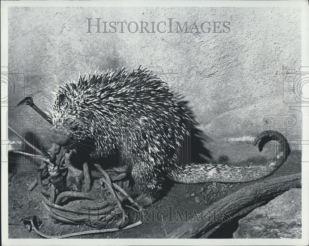 1976 Press Photo Bright-Eyed And Bushy Tailed, this prehensile-tailed porcupine - Historic Images