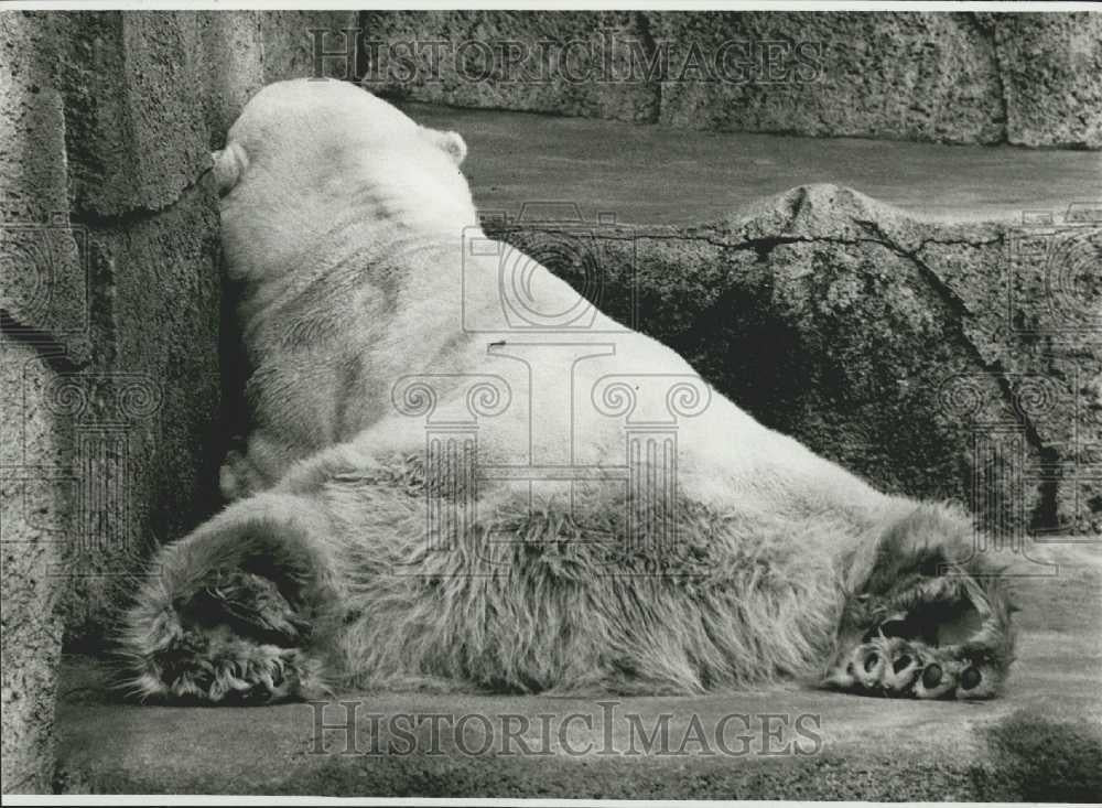 Press Photo Polar Bear Relaxes At The Zoo - Historic Images