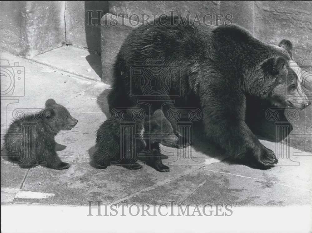 1974 Press Photo Little Brown Bears On Their First Open Air Performance - Historic Images