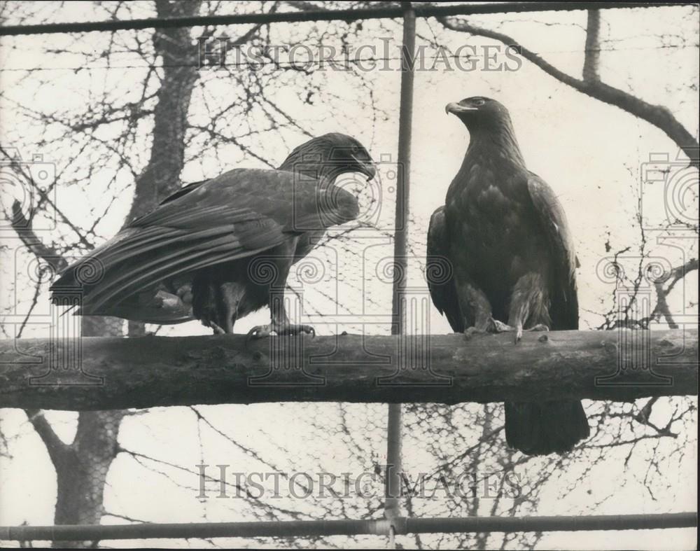 1965 Press Photo Goldie&quot; - Zoo Eagle - Captured At Last. After Twelve Days - Historic Images