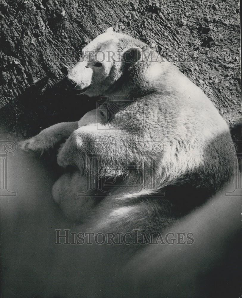 1950 Press Photo baby Polar Bear plays outside at London Zoo - Historic Images