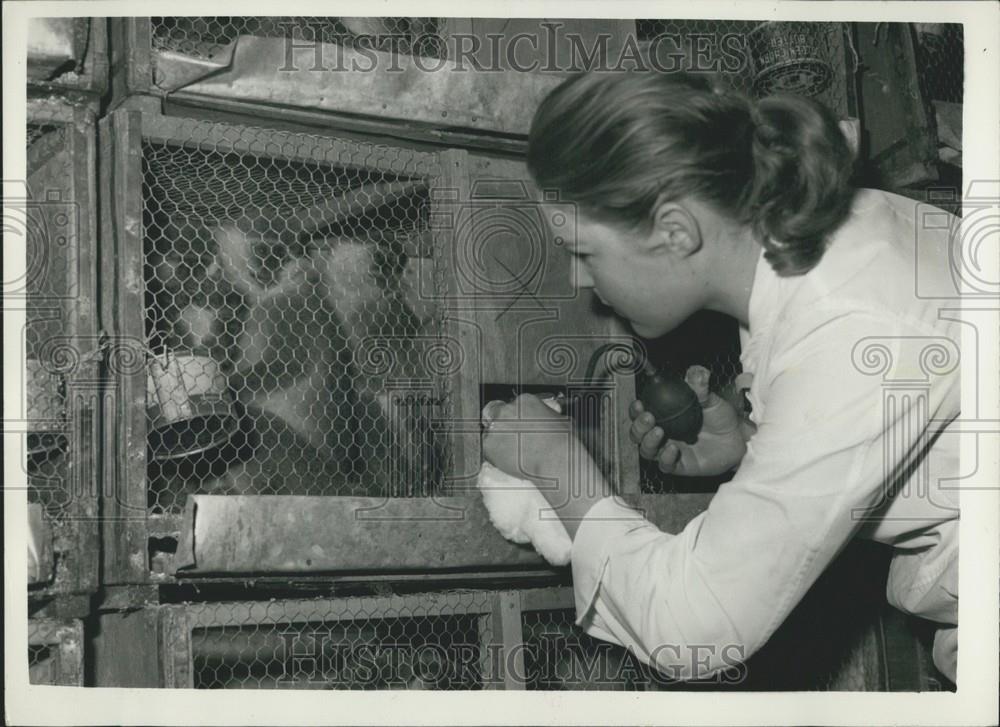 1959 Press Photo R.S.P.C.A.  At London Airport try To Save 590 Ethiopian Monkeys - Historic Images