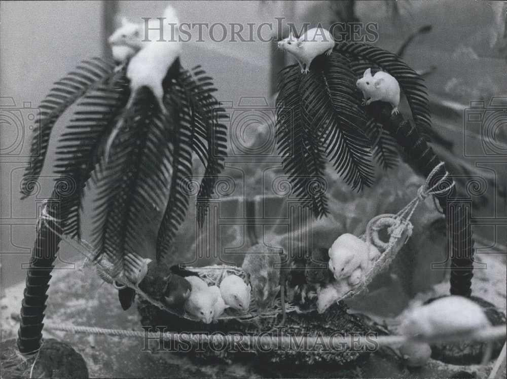 Press Photo 500 Mice In Summer Festivity in Hamburg West Germany - Historic Images