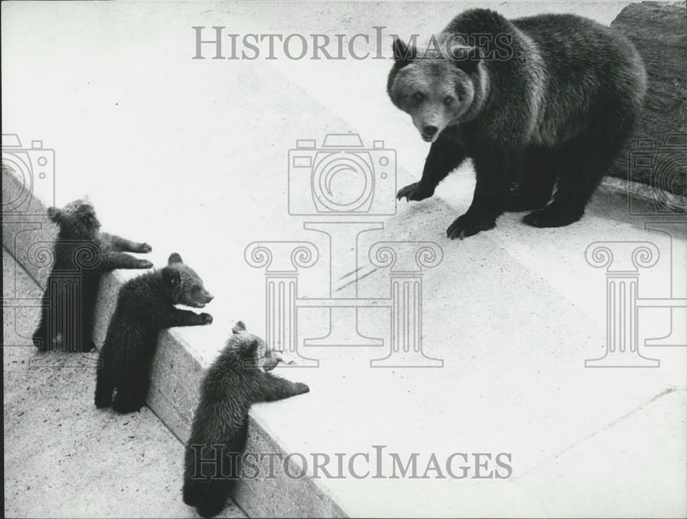 1970 Press Photo Mother Brown Bear Watched By Three Cubs Cologne Zoo - Historic Images