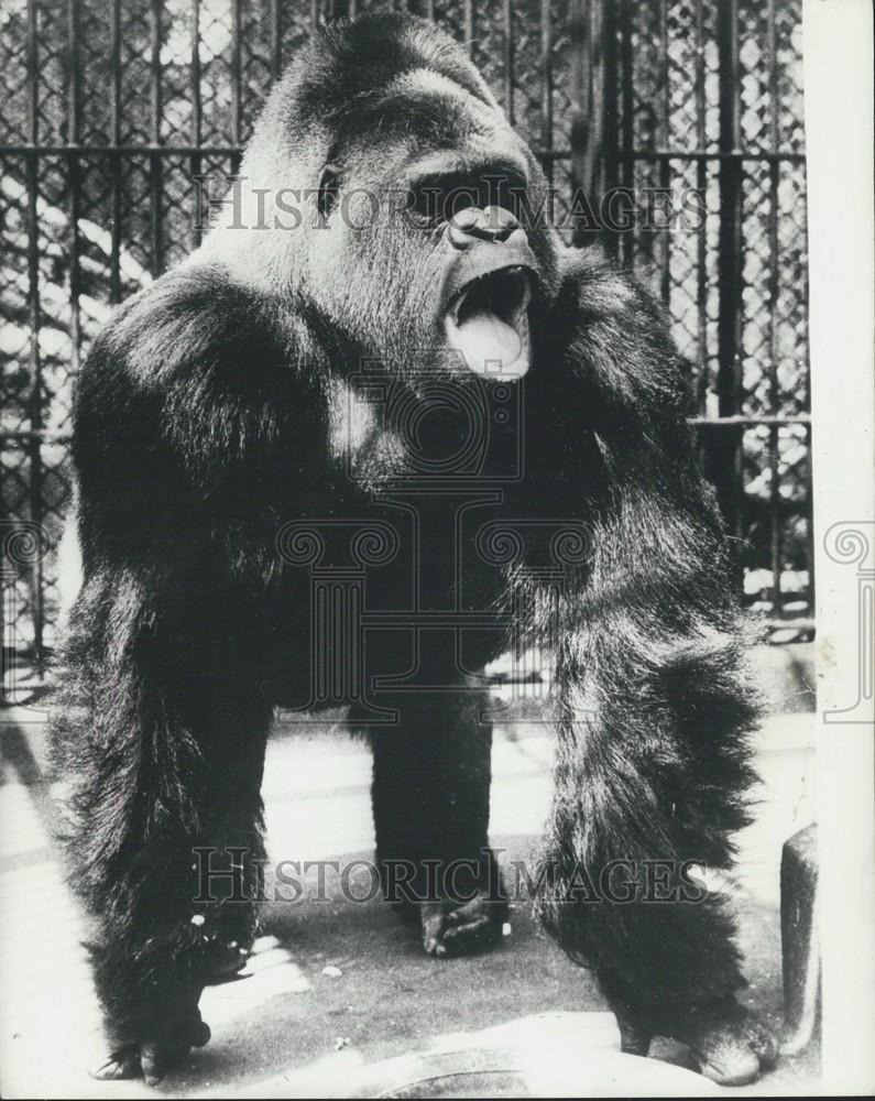 Press Photo 500 LB Gorilla From The Stockholm Zoo Boosts His Morale - Historic Images