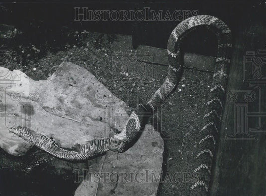 Press Photo King Cobra Eating Something Resembling Another Snake - Historic Images