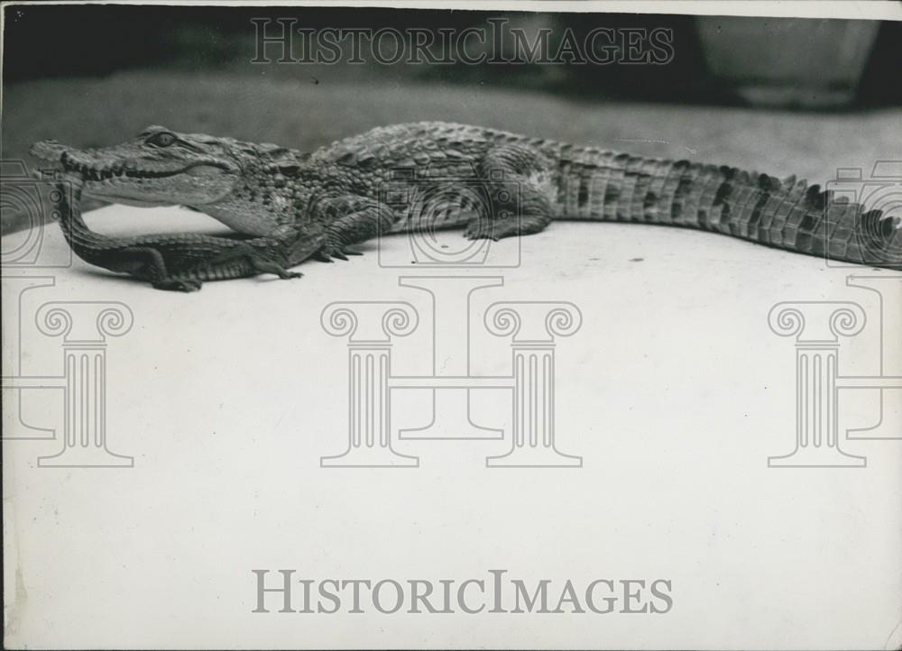 1945 Press Photo Nile crocodile has arrived at the Zoo by air from West Africa - Historic Images