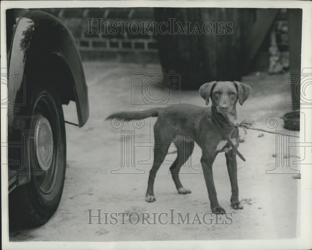 1957 Press Photo Brown Mongrel Dog Taken From House Murdered Child Edwina Taylor - Historic Images