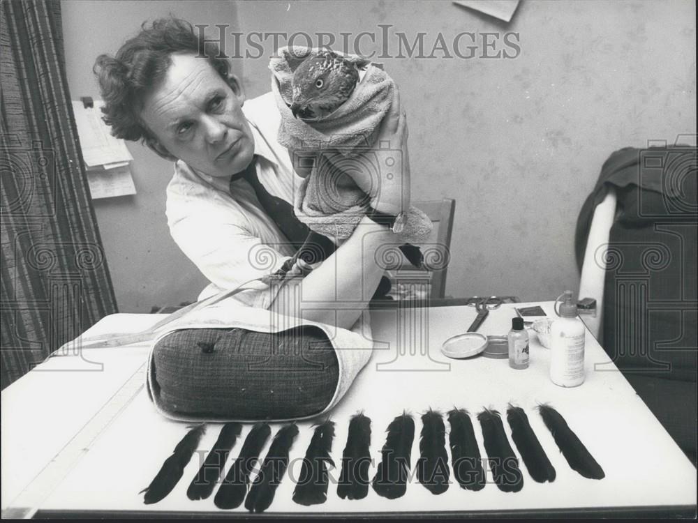 Press Photo Alan Oswald Medusa Honey Buzzard Feather Transplant - Historic Images