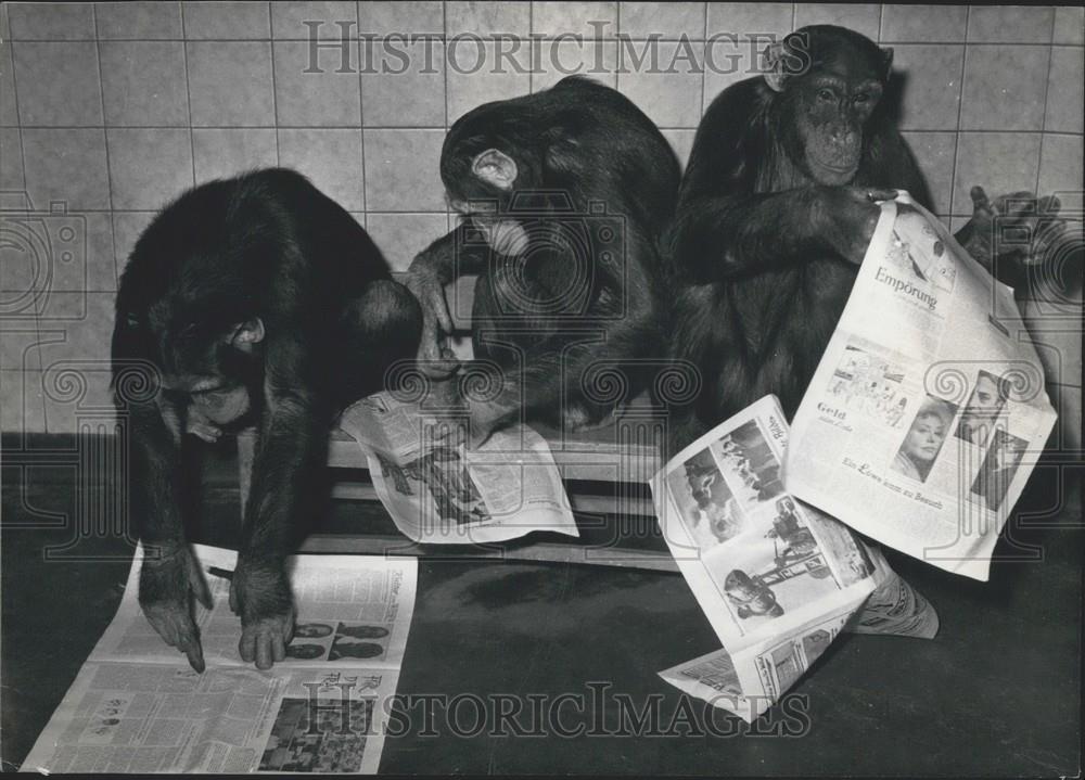 Press Photo Three Chimpanzees Eka Hula Barmi Wuppertal Zoo Headed Moscow - Historic Images