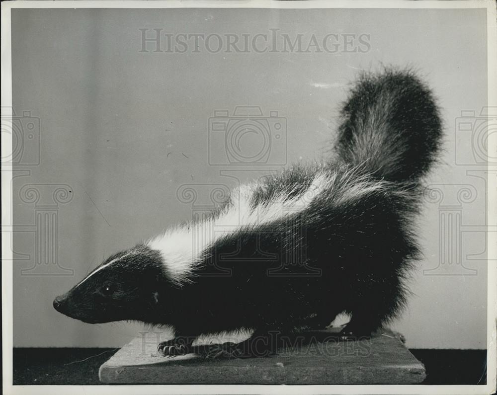 Press Photo Skunk, Los Angeles County Museum - Historic Images