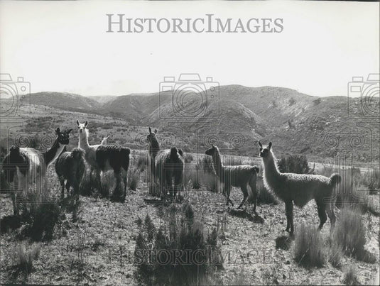 1977 Press Photo Llamas in Cotopaxi Region of Ecuador - Historic Images