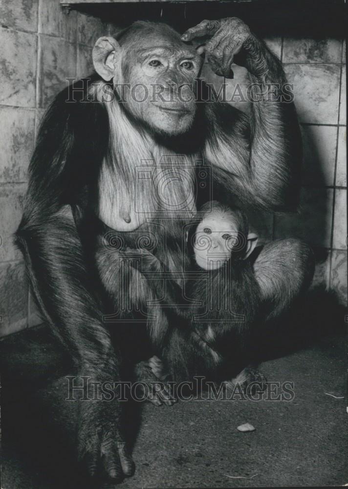1963 Press Photo Chimpanzee and her baby - Historic Images
