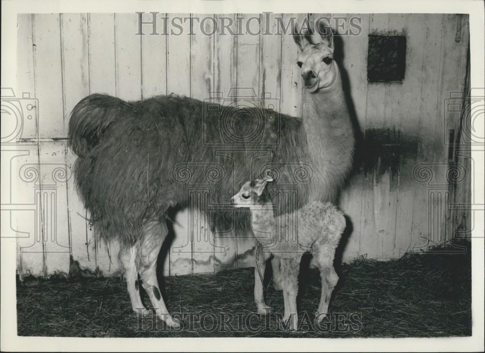 1958 Press Photo Llama, London Zoo - Historic Images