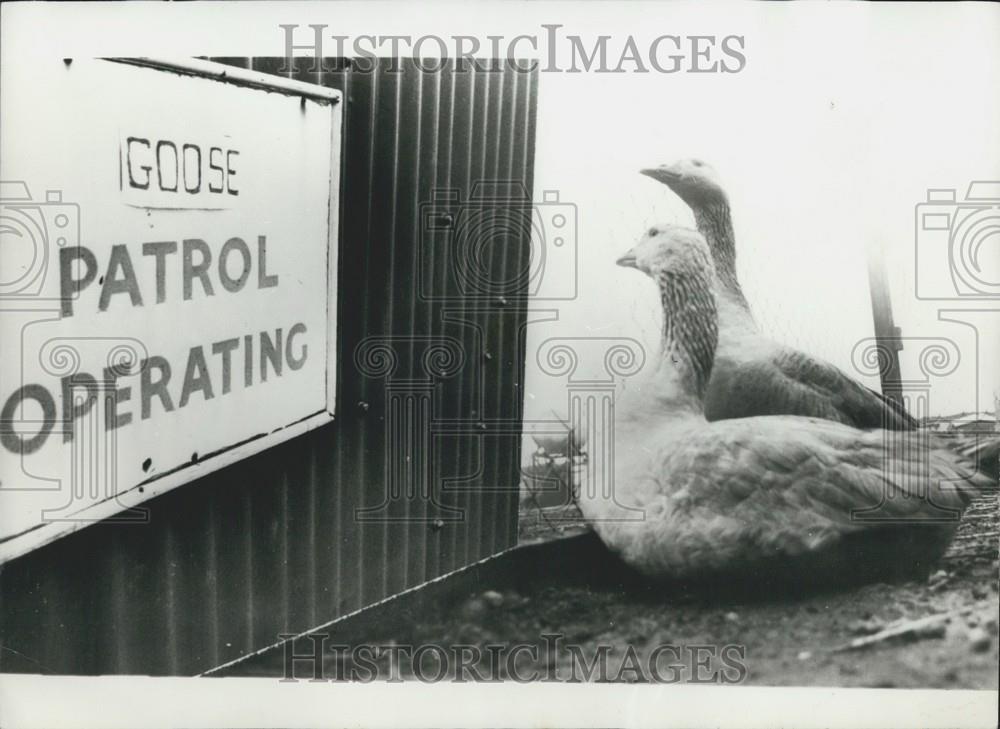 Press Photo Geese Security Patrol C.A.G. Limited South London - Historic Images