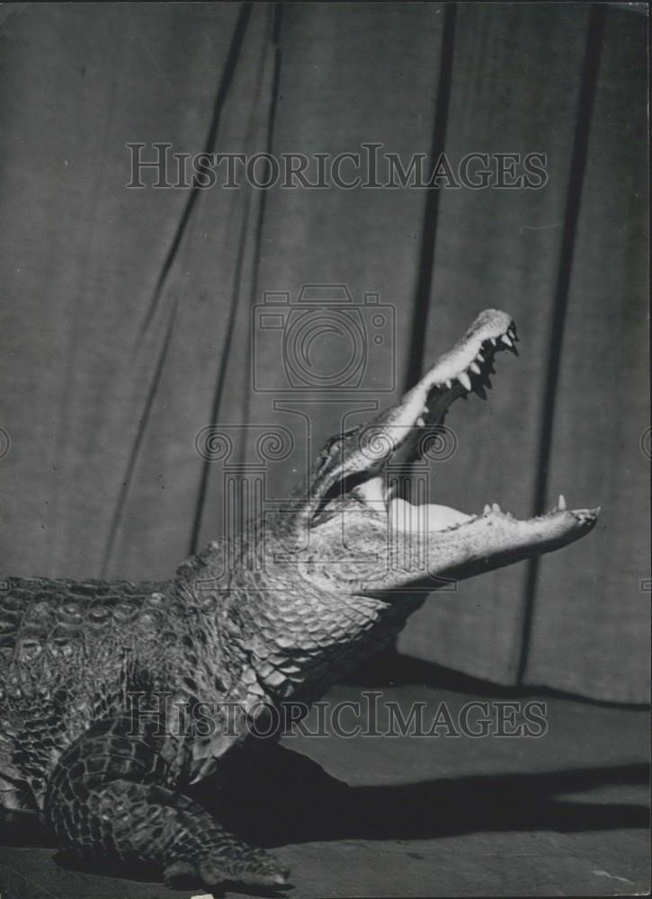 Press Photo Crocodile Looks Upward With Mouth Open - Historic Images