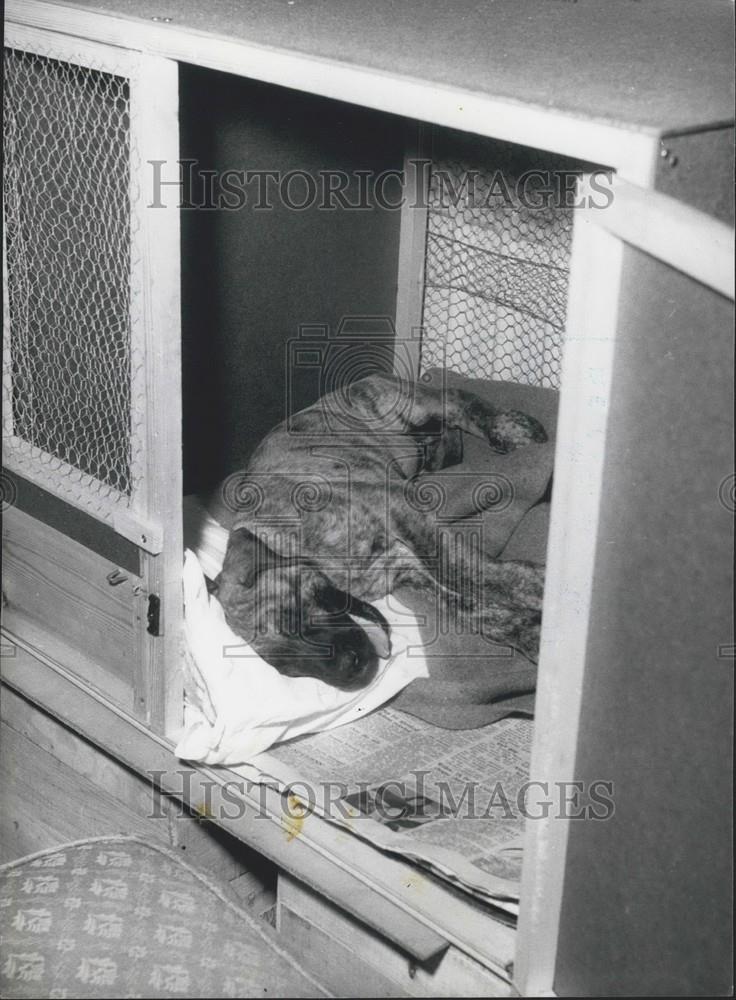 Press Photo Dog sleeping - Historic Images