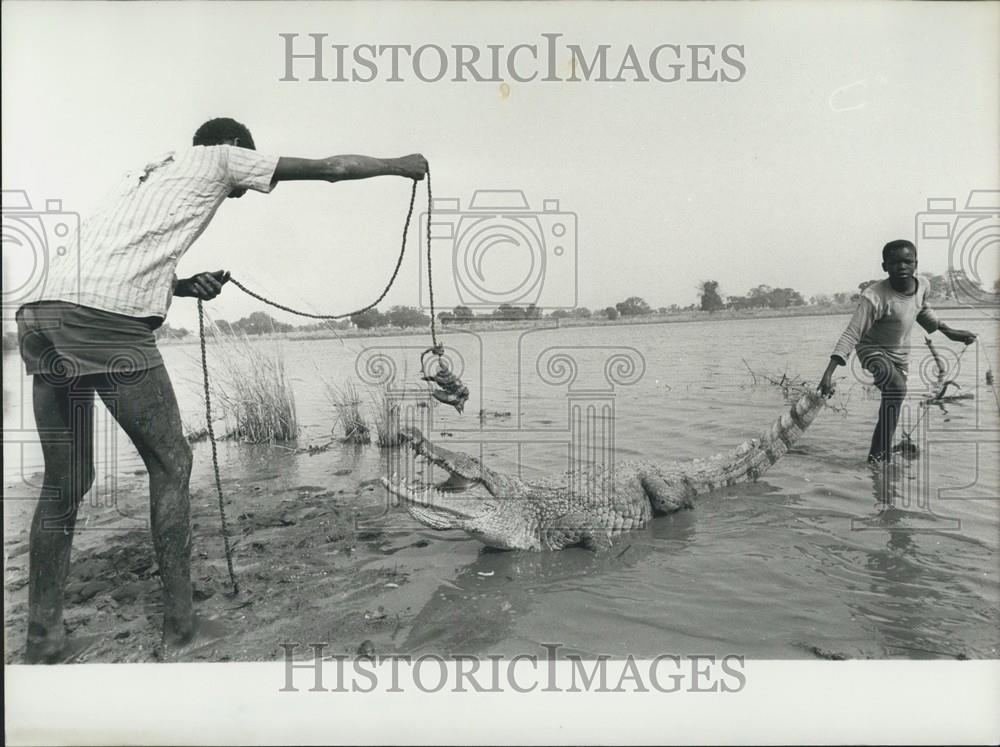 1972 Press Photo Food For Sacred Alligators - Historic Images