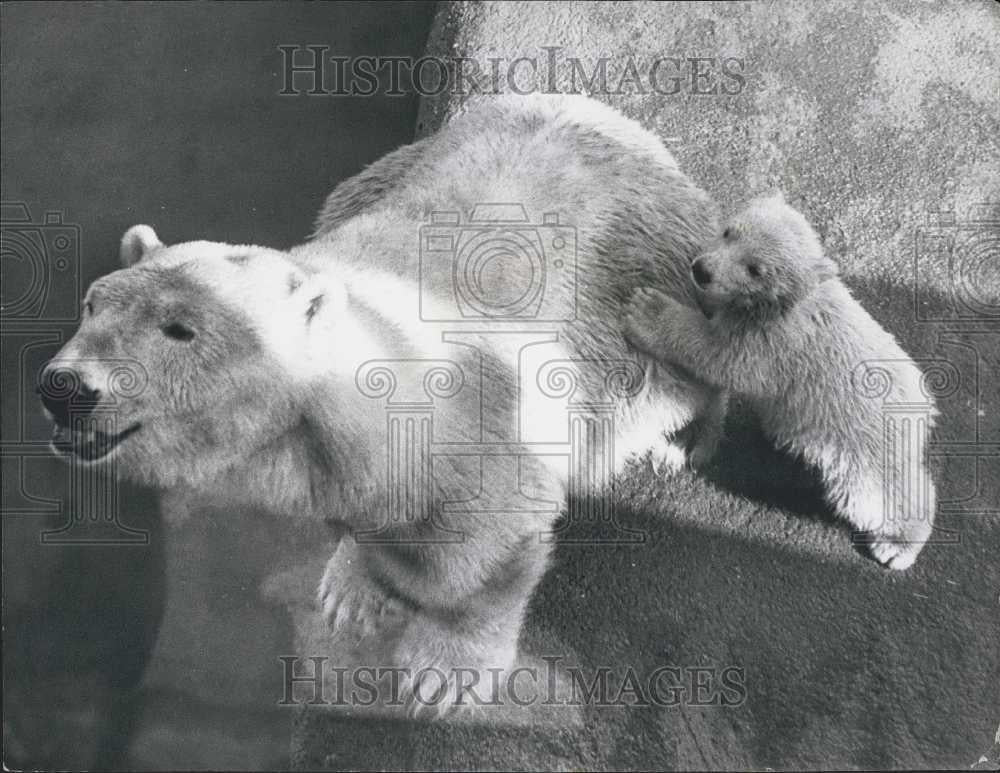 1973 Press Photo &#39;&#39;Paddywack&#39;&#39; tries out his first dip at the London Zoo - Historic Images