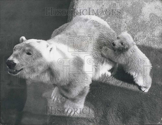 1973 Press Photo ''Paddywack'' tries out his first dip at the London Zoo - Historic Images