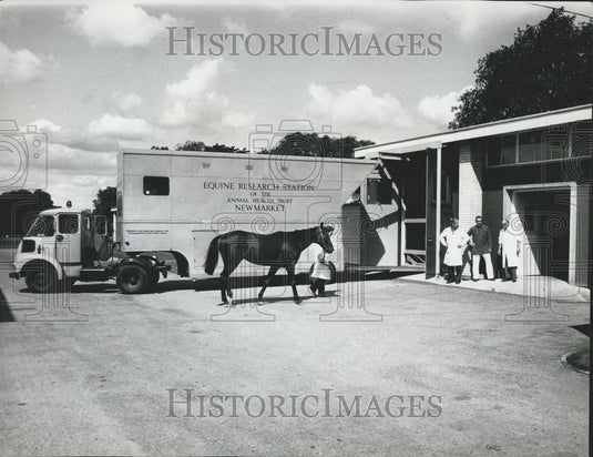 Press Photo a horse about to be treated at Clinical Dept - Historic Images