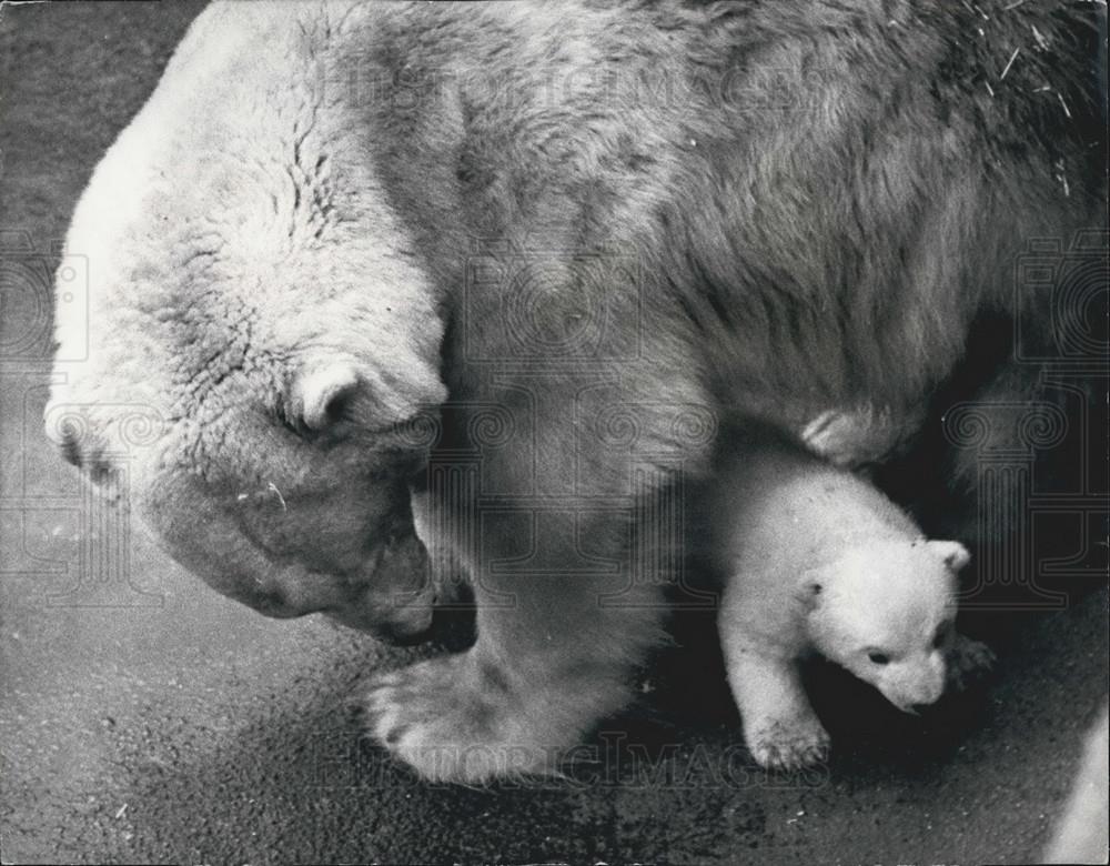 1971 Press Photo &quot;Triplet&quot; the Bear Cub Makes Debut At London Zoo - Historic Images